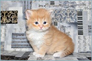 Male Siberian Kitten from Deedlebug Siberians